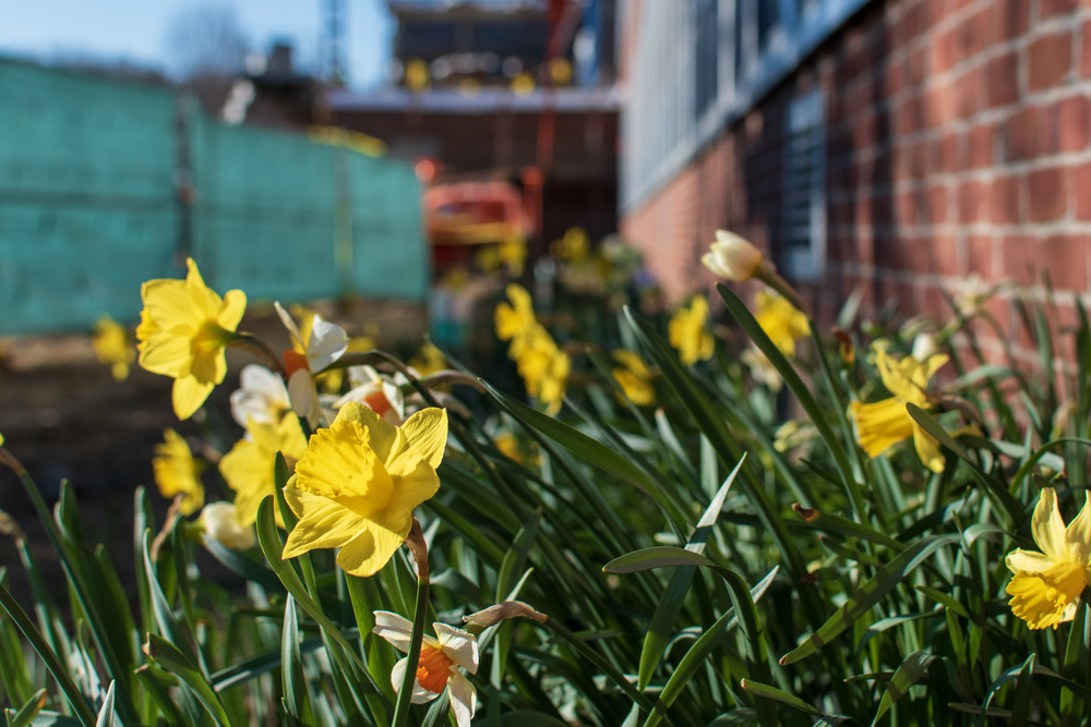 Daffodils and construction