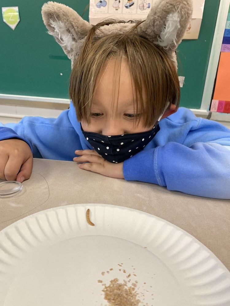 Second grader inspecting meal worms