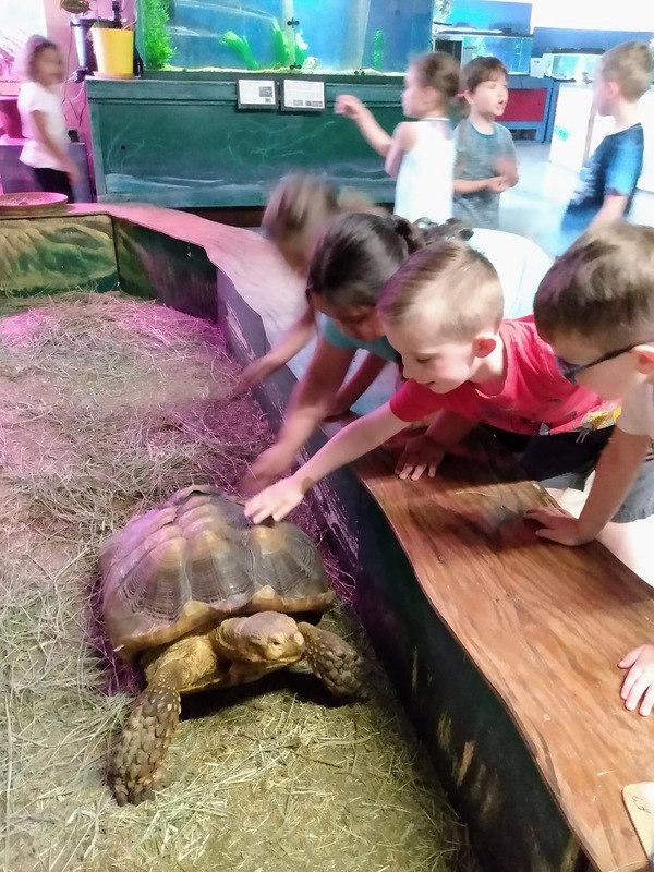 Touching the tortoise