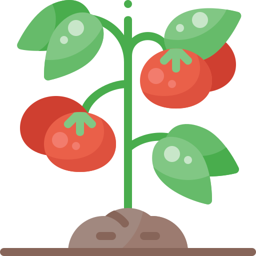 Tomato plant